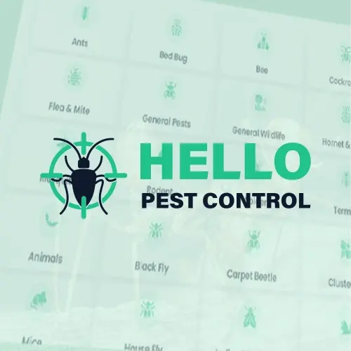 Hello Pest Control Strengthened Keyword Rankings